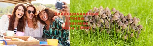 PSILOCYBIN Гусиноозёрск