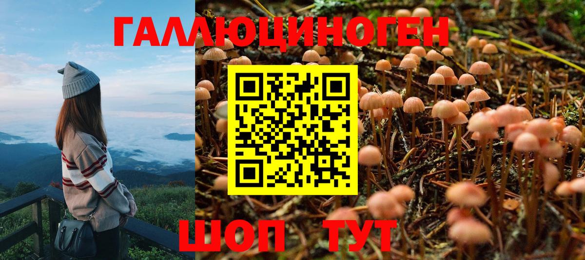 Мценск  Псилоцибиновые грибы MAGIC MUSHROOMS  Псилоцибиновые грибы прущие грибы  Вход с VPN 